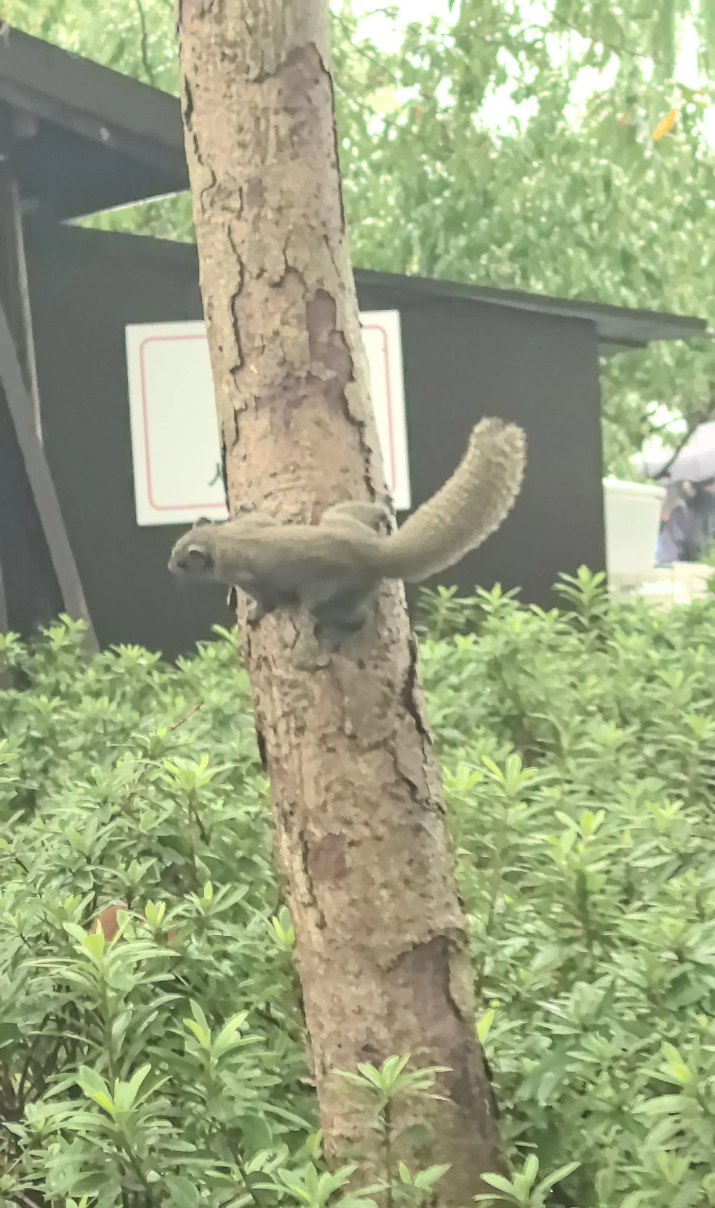 A squirrel on a tree by the lake.